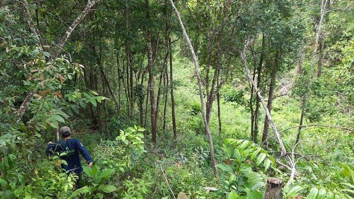 Hutan adat dikenal Ghimbe Peramuan Puyang Sure terletak di Desa Penyandingan Kecamatan Semende Darat Laut Kabupaten Muara Enim 